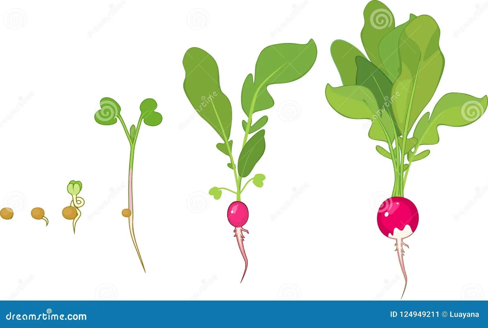 Прорастание семян редиса. Проросток семени редиса. Этапы роста редиски. Цикл роста редиса. Редиска рост