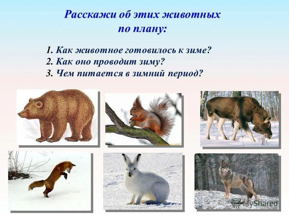 Подготовить как животные. Дикие звери зимой для дошкольников. звери зимой презентация для дошкольников. зимующие животные для детей. подготовка животных к зиме.