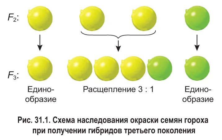 Гибриды второго поколения. Схема наследования признаков при моногибридном скрещивании. Моногибридное скрещивание АА И АА. Моногибридное скрещивание гороха. Моногибридное скрещивание гетерозигот.