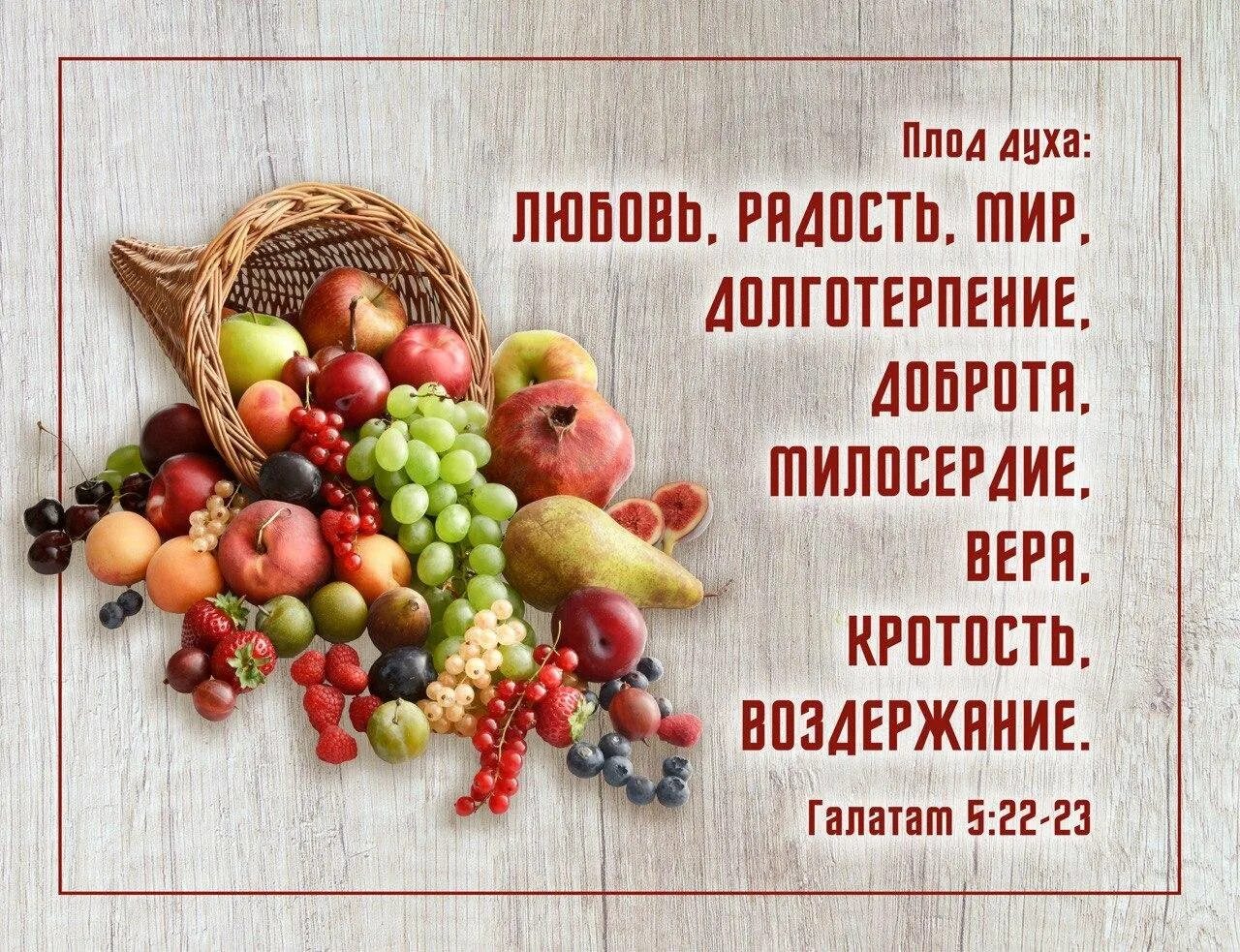 Плоды души. Плоды души. Плоды души. Плоды души. Арония черноплодная.