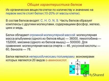Белка свойства животного