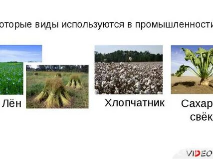 Люцерна лен кормовая свекла пшеница хлопчатник рожь