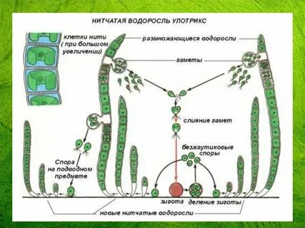 Жизненный цикл водорослей гаметофит