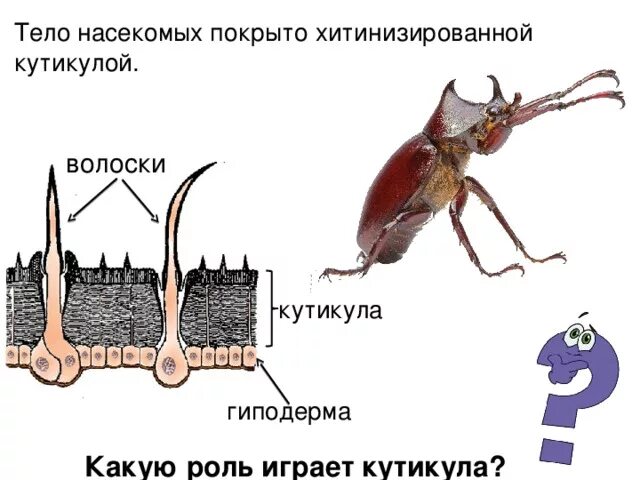 У членистоногих тело покрыто хитинизированной кутикулой какое