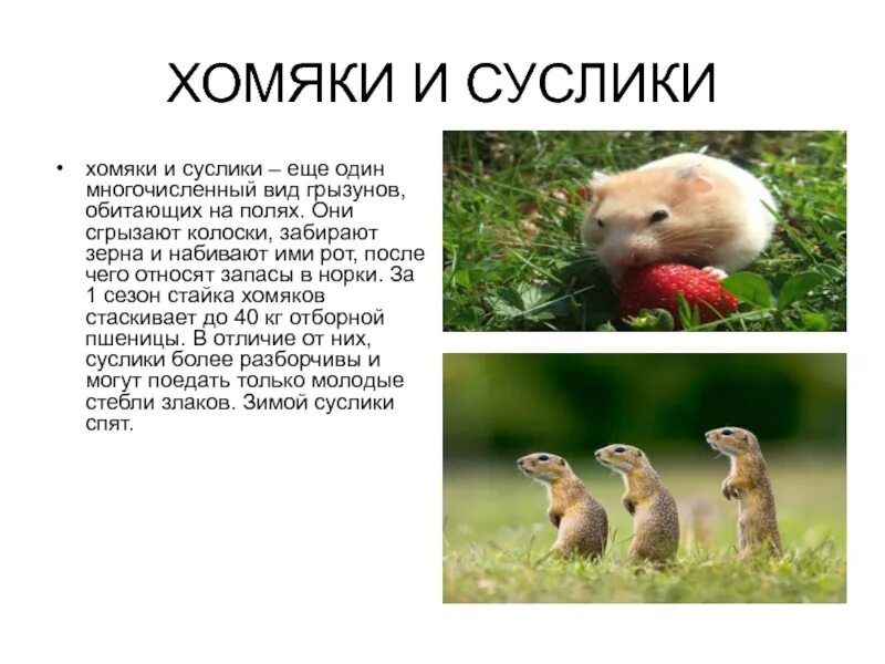 Животное поля сообщение. Хомяк и суслик. доклад обитатели поля. доклад про суслика. сообщение о суслике в степи.