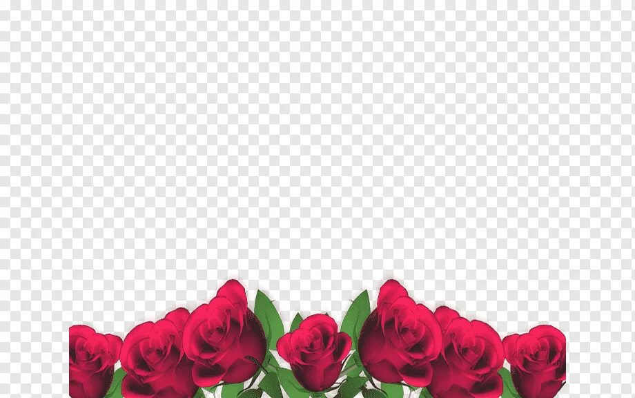 Рамка снизу. Рамка розы. Прозрачная рамка с розами. Рамка с цветами внизу. Рамка с розами на прозрачном фоне.