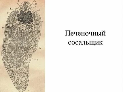Класс сосальщики рисунок
