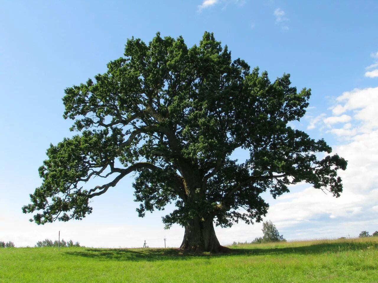 Лиепусальский дуб. Дуб старейшина моргауши. Дуб на острове хортица. Парк грейт-бейсин национальный деревья. Ствол дуба является гнездом сосны.