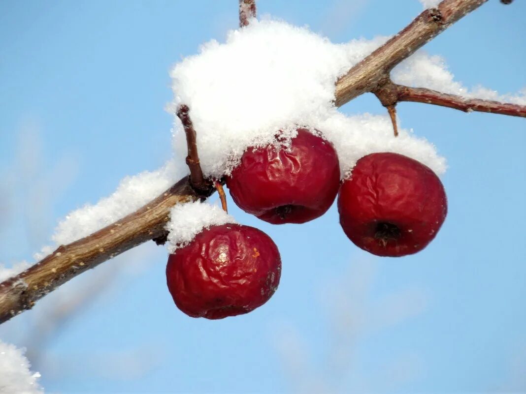 Зимняя яблоня какая. Яблоня зимой. Зимние яблоки на ветке. Яблоня в снегу. Яблоки зимние красные.