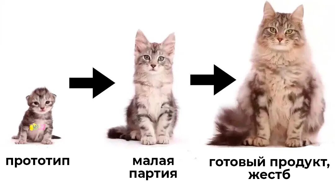 Коты в разном возрасте