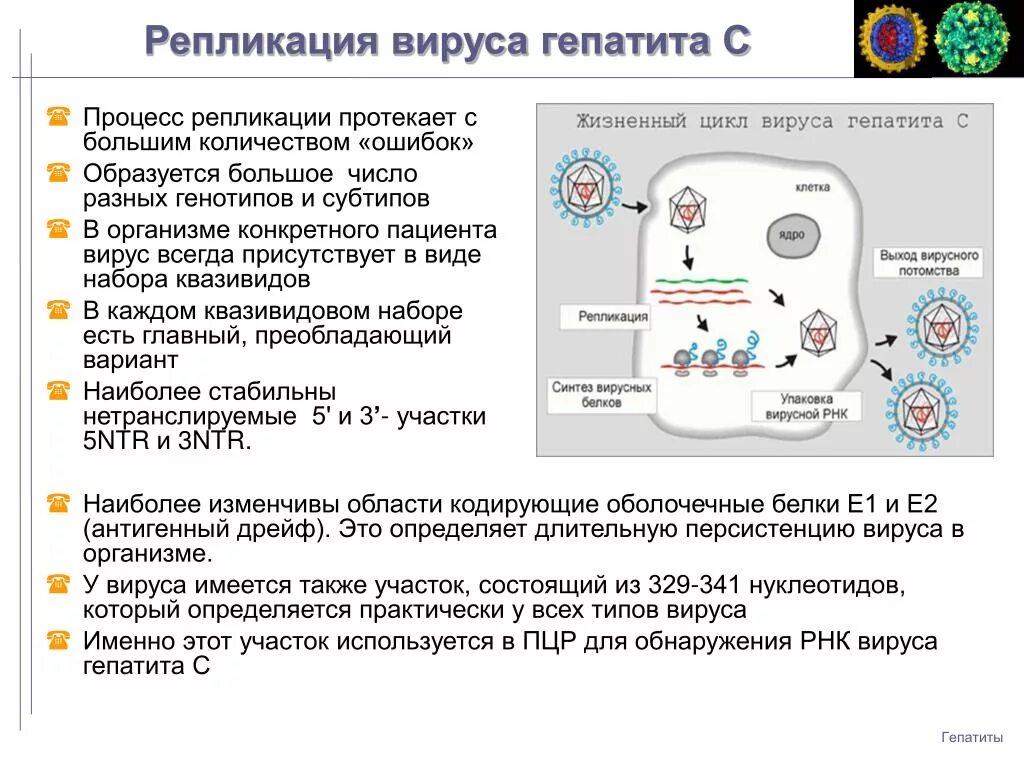 Процессов репликации вируса гепатита с. Репликация РНК вирусов схема. Репродукция вируса гепатита в.