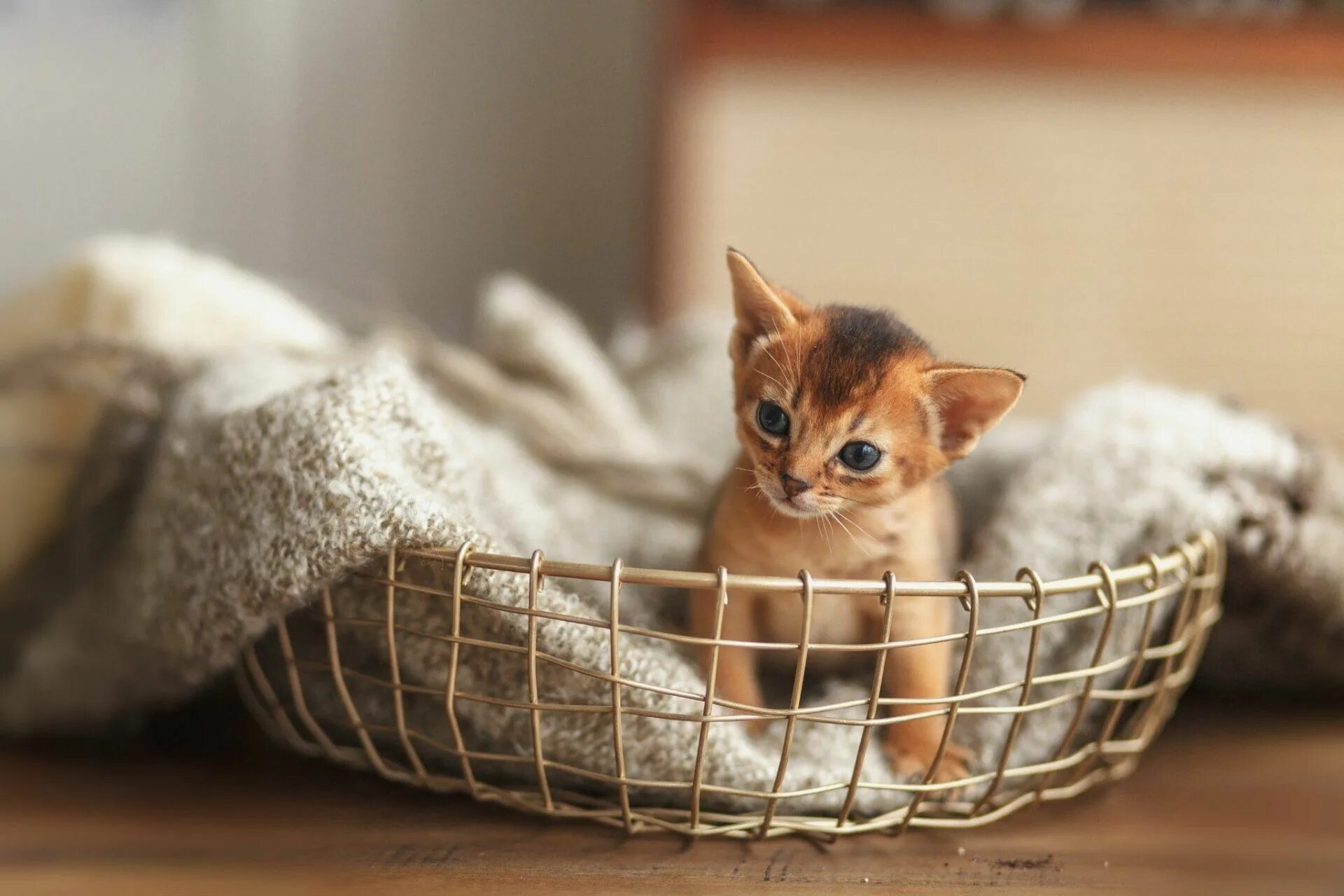 Котики в корзинке. Корзинка для кошки. Котята в корзине. Кошка в лукошке. Kitty pet