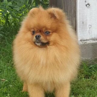 Померанский шпиц 7 месяцев