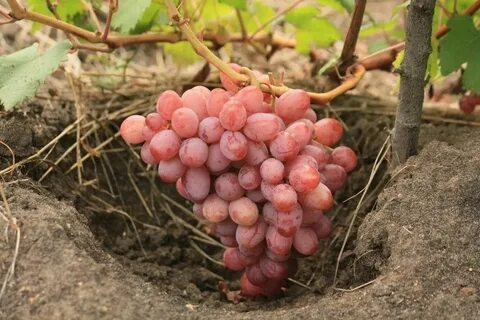 Сорта винограда для подмосковья неукрывные сладкие