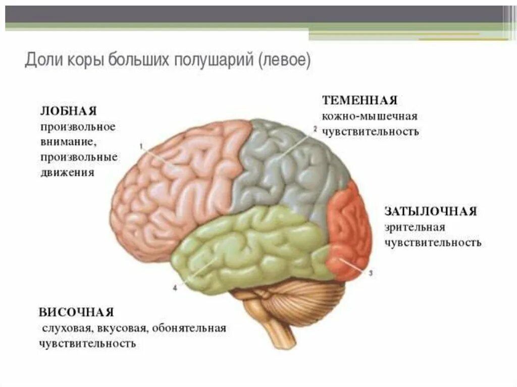 Префронтальная зона лобной доли. Функции лобной доли головного мозга человека