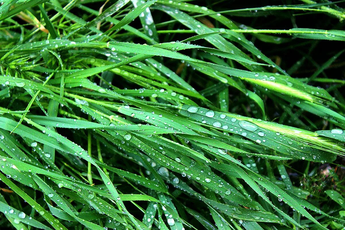 поникший цветок. гуттация у растений это. трава картинка. японская трава хаконехлоя. плач растений.