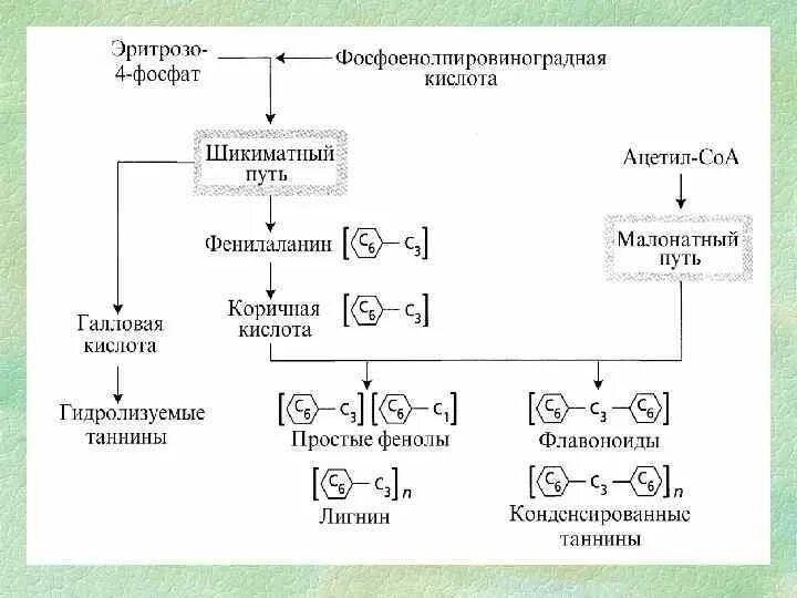 Первичные соединения и вторичные соединения. Первичные и вторичные метаболиты растений. Первичный метаболизм растений. Вторичный метаболизм растений. Первичный и вторичный метаболизм.