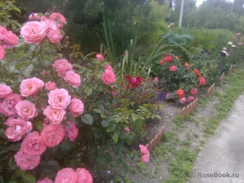 Майн шонер гартен. Майн Шонэ Гартен (Mein Schoner Garten).