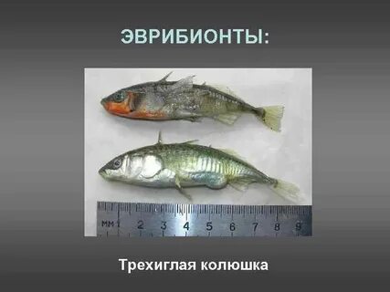 Чем отличаются эврибионтные организмы от стенобионтных