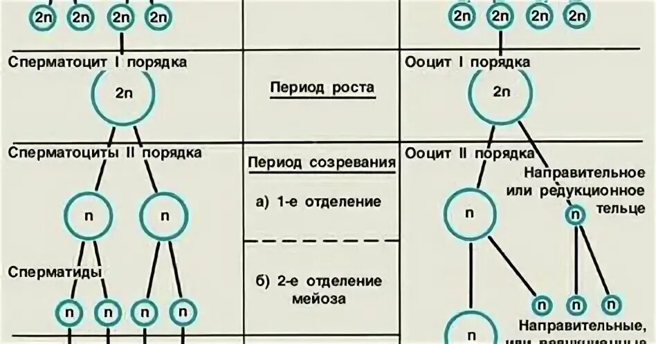 Установите соответствие между признаком гаметогенеза. Гаметогенез фазы и характеристика. Оогенез ЕГЭ биология. Гаметогенез ЕГЭ биология. Схема гормональной регуляции сперматогенеза.