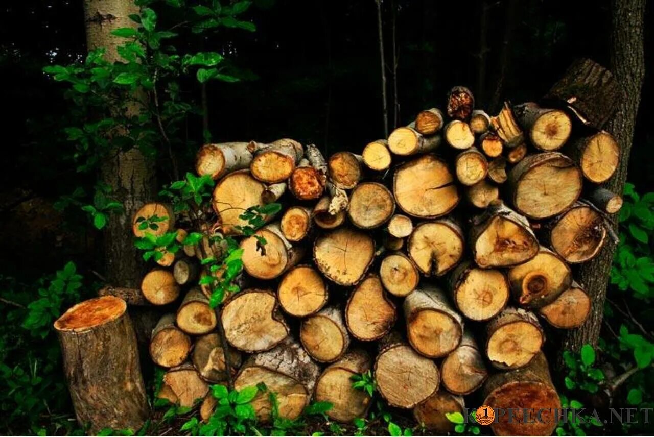 Полено дрова. Ясень дрова. Дрова. Дрова макеевка. Березовые дрова.