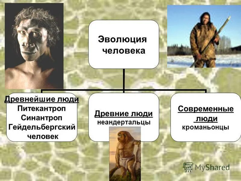 хомо хейдельбергенсис. хомо сапиенс неандерталец кроманьонец. гельдельберийский человек. дейделберский человек. гейдельбергский гейдельбергский человек.