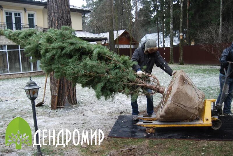 Посадка хвойных крупномеров. Пересадка крупномерных деревьев. Посадка крупномерных деревьев. Зимняя посадка крупномеров. Купить взрослое дерево