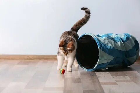 Игры с котом дома