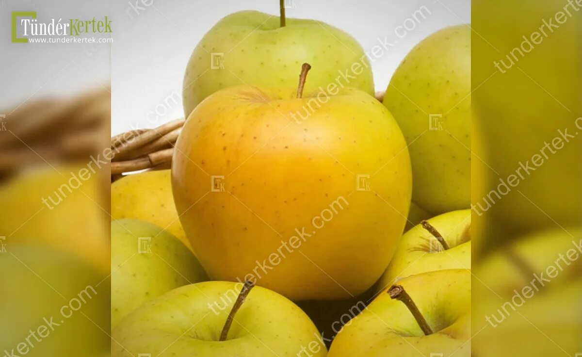 Почему яблоко желтое. Яблоня сорт Демирчян. Сорт яблок Демирчян. Яблоки Голд Чиф. Яблоня сорта лимоновка.
