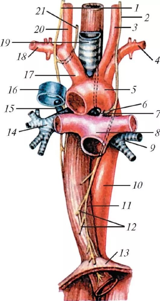 Дуга аорты блуждающий нерв. Топографическая анатомия пищевода блуждающий нерв. Синтопия дуги аорты. Топографическая анатомия блуждающего нерва.