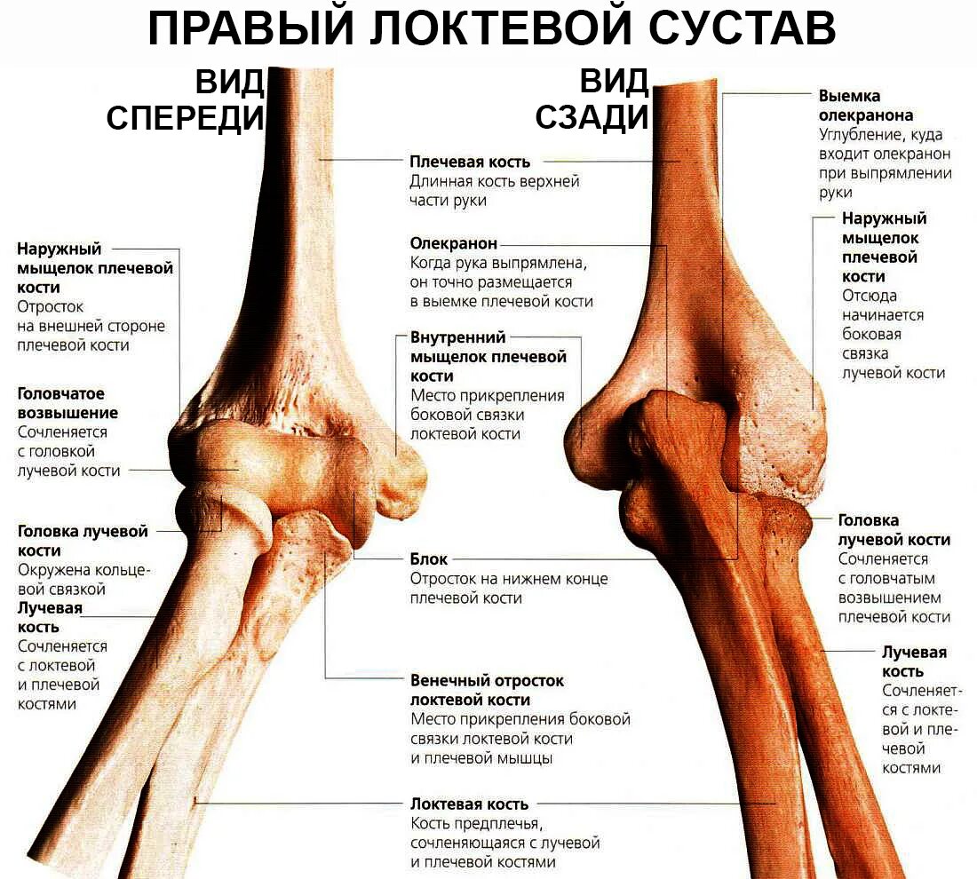 Медиальные мыщелки коленного. Локтевой сустав анатомия строение кости. Венечный отросток локтевого сустава. Плечевая кость анатомия мыщелок. Кости составляющие локтевой сустав.