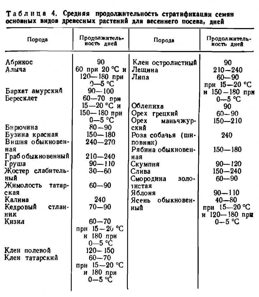 Сроки стратификации косточковых таблица. Сроки стратификации семян таблица. Семена требующие стратификации таблица. Стратификация семян древесных растений. Посев семян хвойных пород необходимо проводить