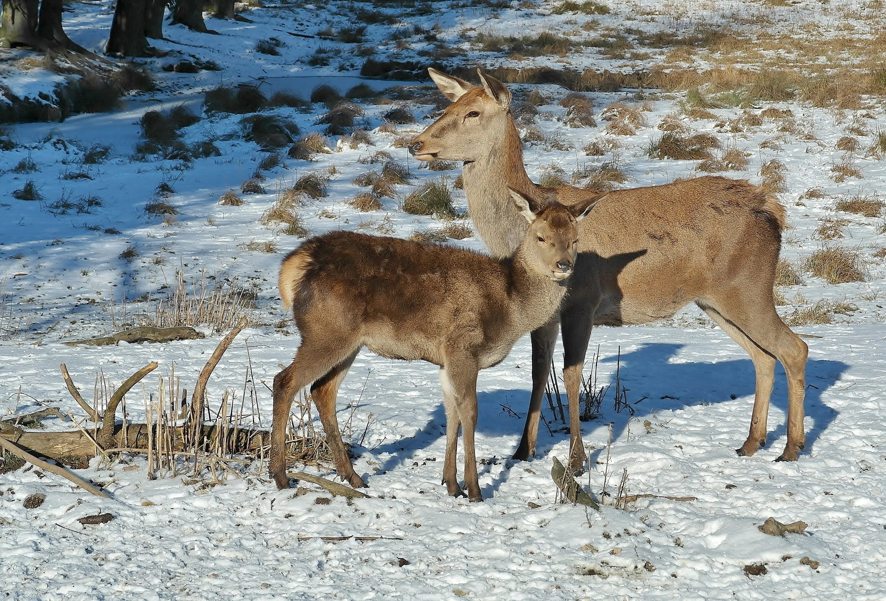 Благородный олень и косуля. Олениха Северного оленя. Косуля самка оленя. Олень и олениха. Как называется взрослая стельная самка оленя