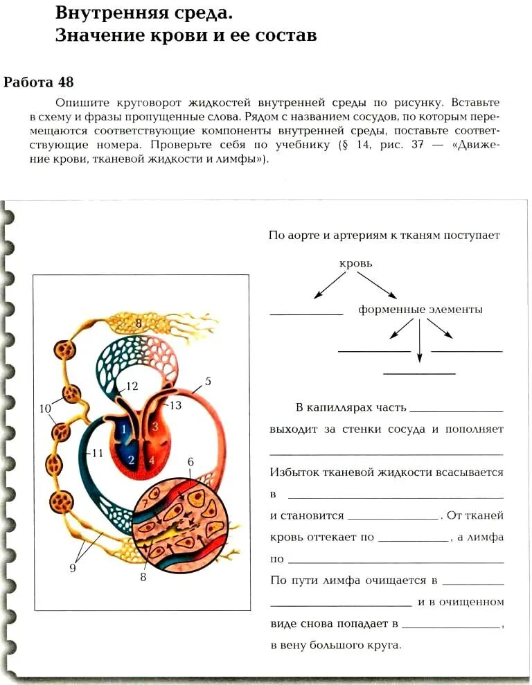 Биология 8 класс рабочая тетрадь маш драгомилов. Рабочая тетрадь 1 по биологии 8 класс драгомилов. Биология 8 класс учебник драгомилов. Биология 8 класс рабочая тетрадь драгомилов. Биология 8 класс темы учебника