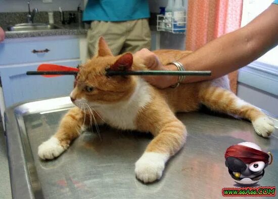 Режущий кот. Кальцивироз кальцивироз. Кошачья инфекция кальцивироз. Режущий кот. Стрижка когтей котенку.