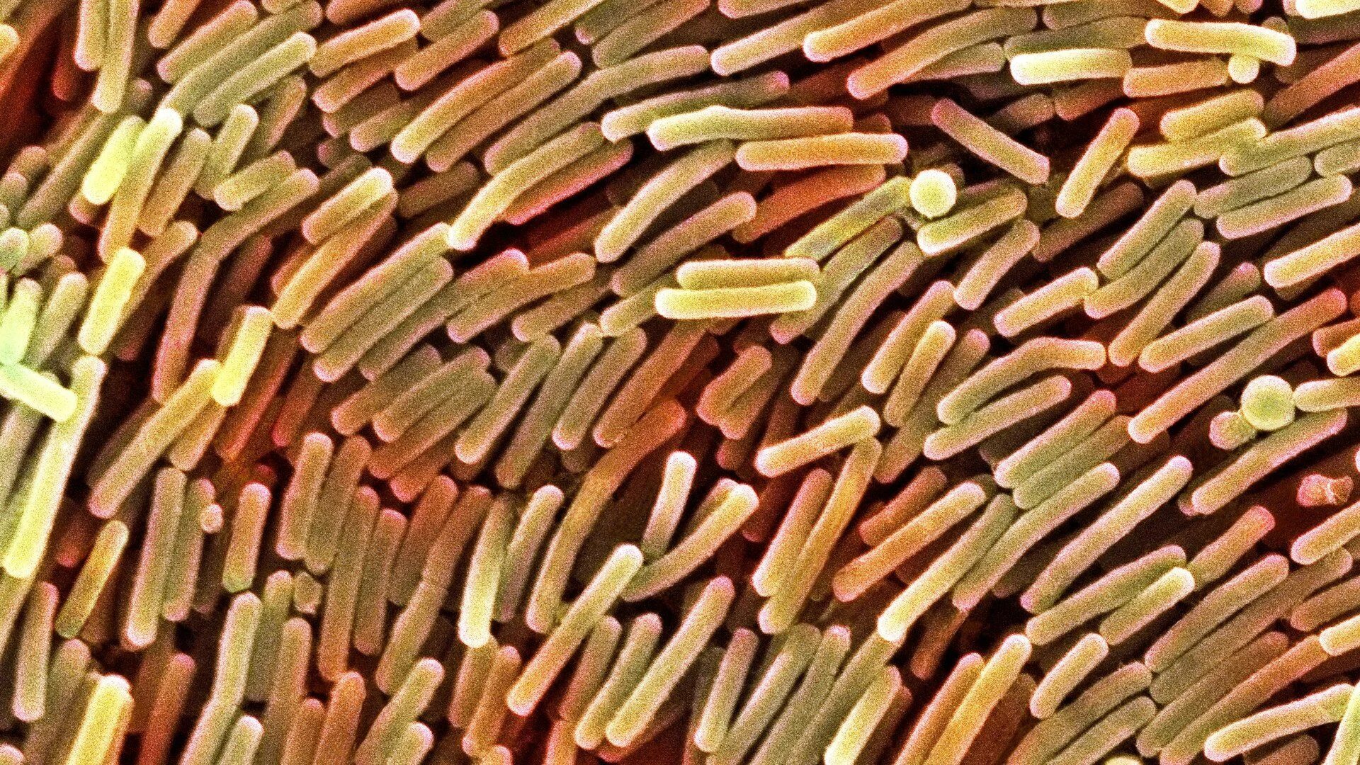 Lachnobacterium spp