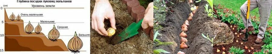 В какое время садить тюльпаны. Тюльпаны на грядке. посадка тюльпанов весной в открытый грунт. бур для посадки тюльпанов. тюльпаны после посадки.