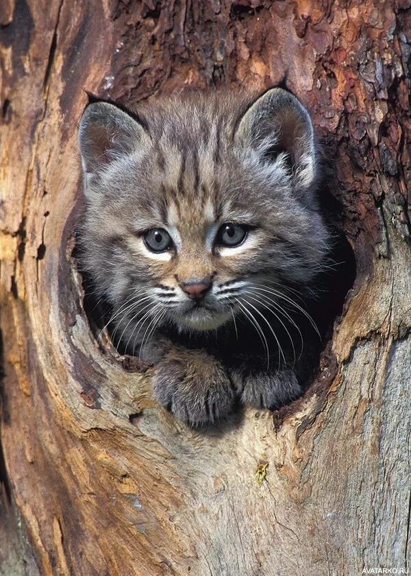 Кот живущий на дереве