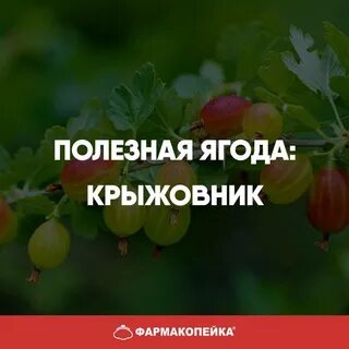 Крыжовник полезные свойства и противопоказания