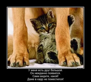 Защищает котенка
