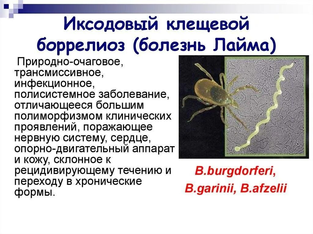Бороллелез от клеща симптомы и лечение