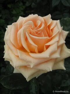 King rose