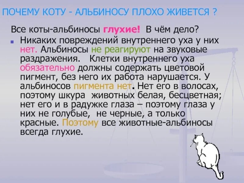 Никаких повреждений. Коты альбиносы глухие. Альбиносы коты почему глухие. Кот альбинос признаки. Альбинос это глухие коты или нет.