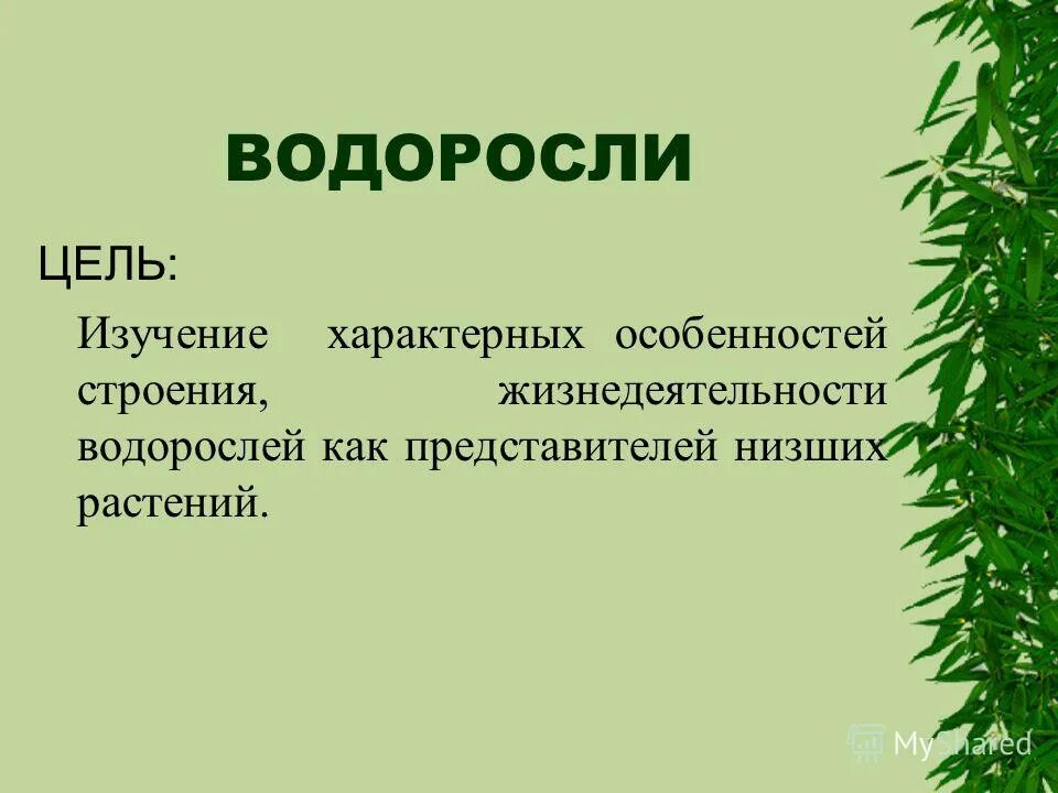 Особенности жизнедеятельности водорослей