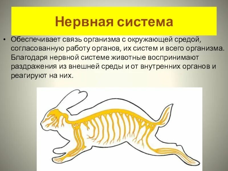 Нервная система у животных 8 класс. Нервная система у животных 8 класс