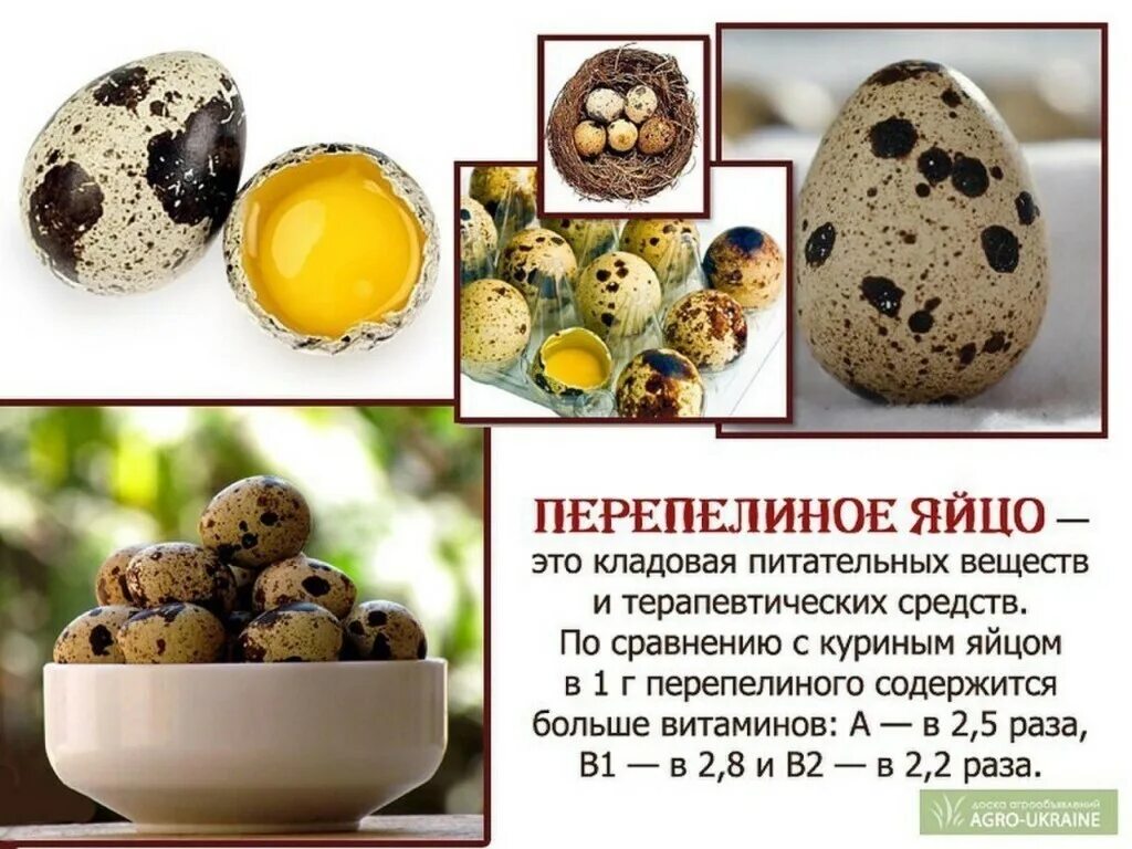 1 куриное яйцо сколько перепелиных. Что полезного в перепелиных яйцах. перепелиные яйца польза. реклама перепелиных яиц. полезность перепелиных яиц.