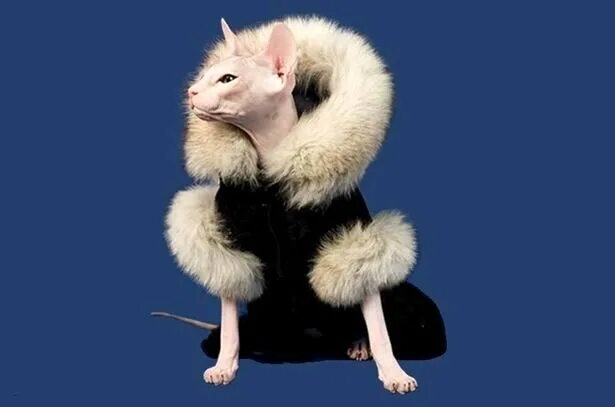 сфинкс кот в одежде. шуба сфинкса. канадский сфинкс в одежде. сфинкс в шубе. сфинкс в кофте.