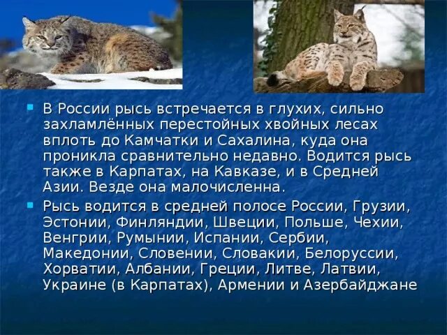 Сообщение о рыси 4 класс. Рысь презентация. презентация на тему рысь. рысь доклад 4 класс. сообщение о рыси.