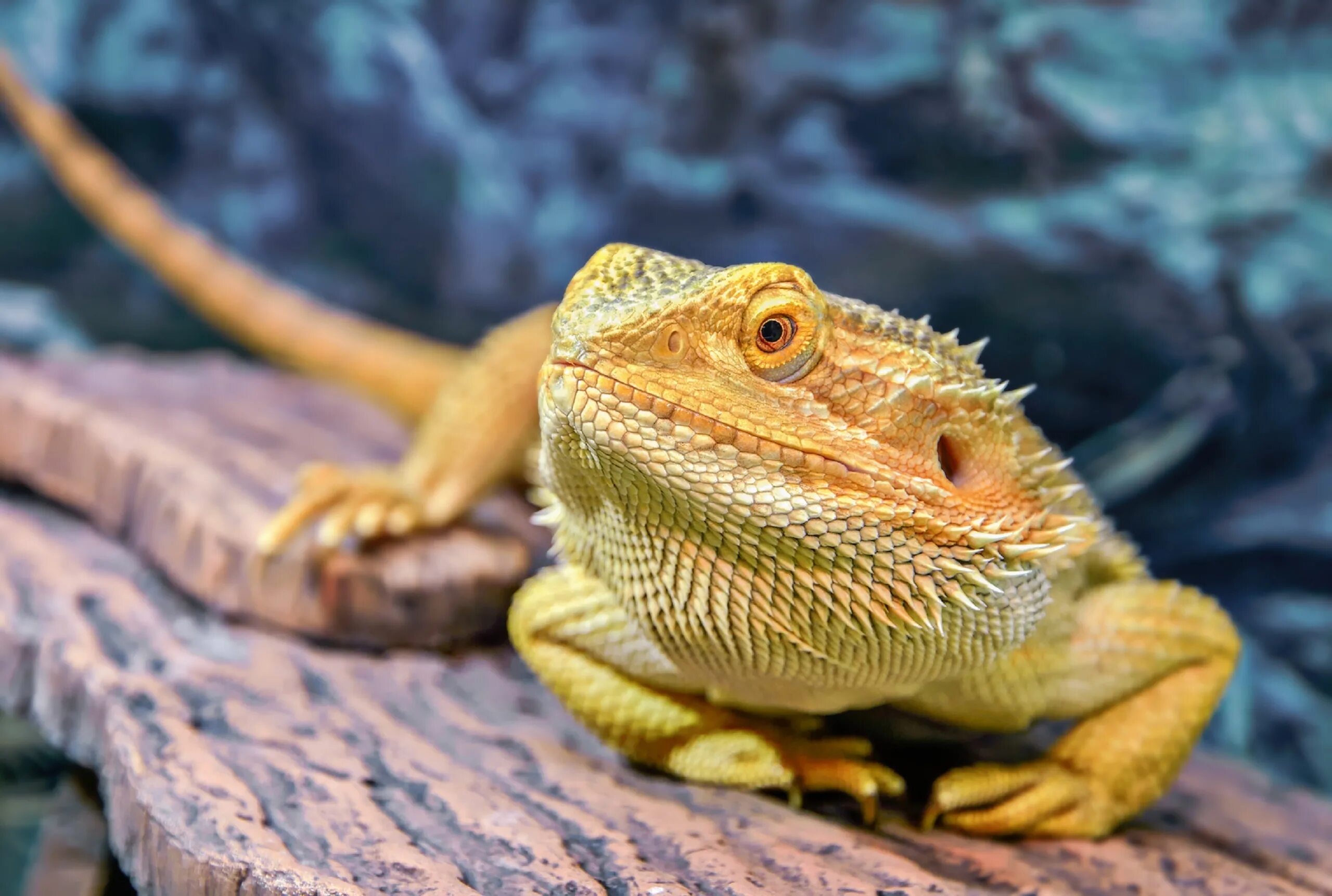 Эублефар и бородатая агама. Бородатая агама взрослая. Бородатая агама содержание. Яйца бородатой агамы. Бородатая агама.