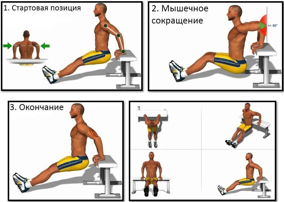 Трицепс отжимания от скамьи упражнение. Отжимания от лавки